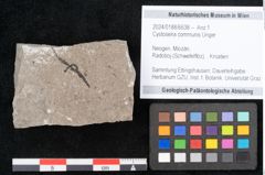 Foto (Objekt + Etikett) von Cystoseira communis Unger (NHMW-GEO-2024-0188-6638)